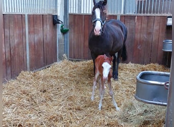 Pony tedesco, Stallone, 2 Anni, 130 cm, Sauro scuro