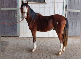 Pony tedesco, Stallone, 2 Anni, 130 cm, Sauro scuro
