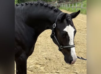 Pony tedesco, Stallone, 2 Anni, 141 cm, Morello
