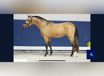 Pony tedesco, Stallone, 2 Anni, 143 cm, Falbo