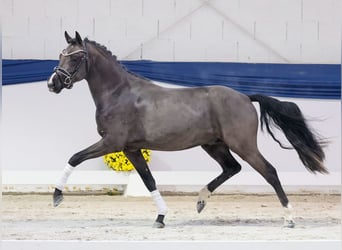 Pony tedesco, Stallone, 2 Anni, 144 cm, Falbo