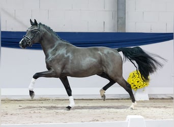 Pony tedesco, Stallone, 2 Anni, 144 cm, Falbo