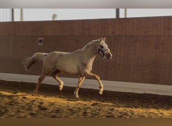 Pony tedesco, Stallone, 2 Anni, 144 cm, Palomino