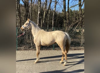 Pony tedesco, Stallone, 2 Anni, 144 cm, Palomino