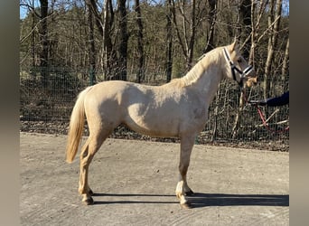 Pony tedesco, Stallone, 2 Anni, 144 cm, Palomino