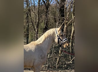 Pony tedesco, Stallone, 2 Anni, 144 cm, Palomino