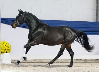 Pony tedesco, Stallone, 2 Anni, 145 cm, Baio