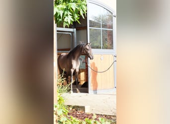 Pony tedesco, Stallone, 2 Anni, 145 cm, Falbo
