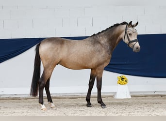 Pony tedesco, Stallone, 2 Anni, 145 cm, Falbo