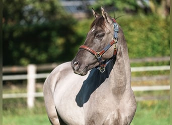 Pony tedesco, Stallone, 2 Anni, 145 cm, Grullo