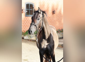 Pony tedesco, Stallone, 2 Anni, 145 cm, Grullo