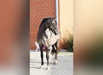 Pony tedesco, Stallone, 2 Anni, 145 cm, Grullo