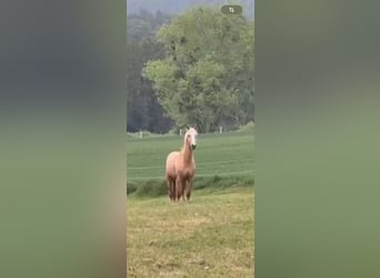 Pony tedesco, Stallone, 2 Anni, 145 cm, Palomino