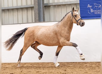 Pony tedesco, Stallone, 2 Anni, 145 cm, Pelle di daino