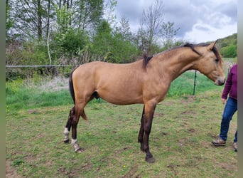Pony tedesco, Stallone, 2 Anni, 145 cm, Pelle di daino