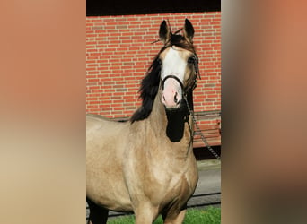 Pony tedesco, Stallone, 2 Anni, 145 cm, Pelle di daino