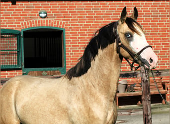 Pony tedesco, Stallone, 2 Anni, 145 cm, Pelle di daino