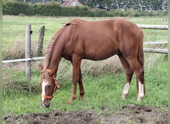 Pony tedesco, Stallone, 2 Anni, 145 cm, Roano rosso