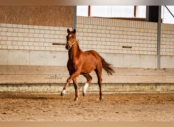 Pony tedesco, Stallone, 2 Anni, 145 cm, Sauro scuro