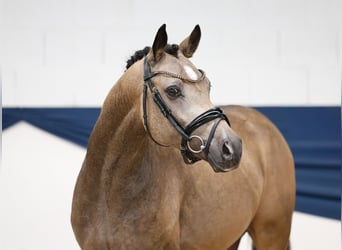 Pony tedesco, Stallone, 2 Anni, 146 cm, Falbo