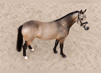 Pony tedesco, Stallone, 2 Anni, 146 cm, Pelle di daino