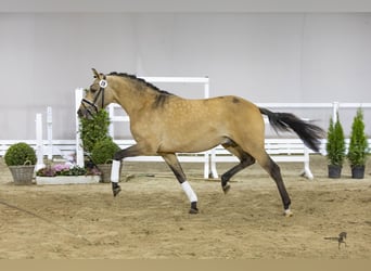 Pony tedesco, Stallone, 2 Anni, 146 cm, Pelle di daino