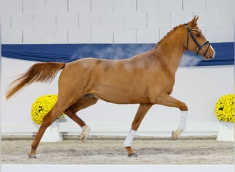 Pony tedesco, Stallone, 2 Anni, 146 cm, Sauro
