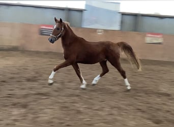 Pony tedesco, Stallone, 2 Anni, 146 cm, Sauro scuro