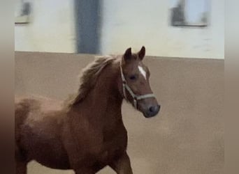 Pony tedesco, Stallone, 2 Anni, 146 cm, Sauro scuro