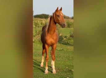 Pony tedesco, Stallone, 2 Anni, 146 cm, Sauro scuro