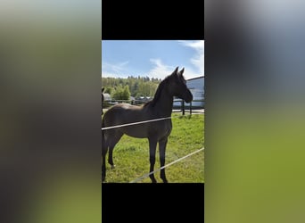 Pony tedesco, Stallone, 2 Anni, 147 cm, Grullo