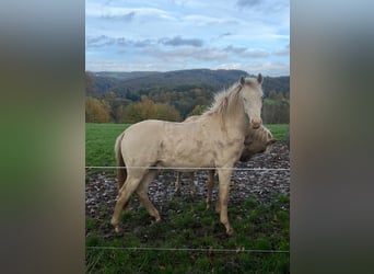 Pony tedesco, Stallone, 2 Anni, 147 cm, Perlino