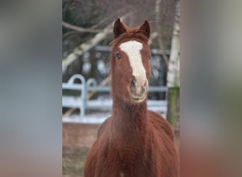 Pony tedesco, Stallone, 2 Anni, 147 cm, Sauro