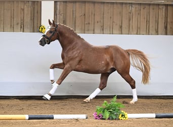 Pony tedesco, Stallone, 2 Anni, 147 cm, Sauro