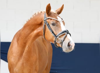 Pony tedesco, Stallone, 2 Anni, 147 cm, Sauro