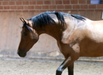 Pony tedesco, Stallone, 2 Anni, 148 cm, Baio