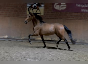 Pony tedesco, Stallone, 2 Anni, 148 cm, Baio