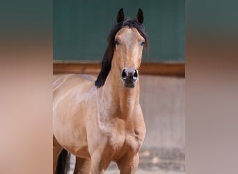 Pony tedesco, Stallone, 2 Anni, 148 cm, Baio