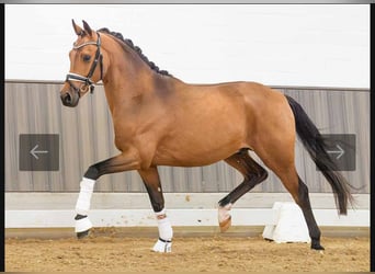 Pony tedesco, Stallone, 2 Anni, 148 cm, Baio