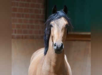 Pony tedesco, Stallone, 2 Anni, 148 cm, Baio