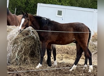 Pony tedesco, Stallone, 2 Anni, 148 cm, Baio