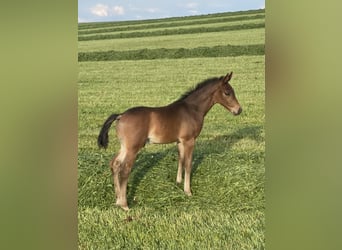 Pony tedesco, Stallone, 2 Anni, 148 cm, Baio roano