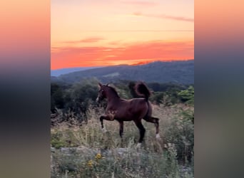 Pony tedesco, Stallone, 2 Anni, 148 cm