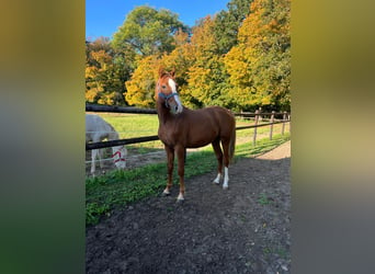 Pony tedesco, Stallone, 2 Anni, 148 cm