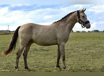 Pony tedesco, Stallone, 2 Anni, 148 cm, Champagne