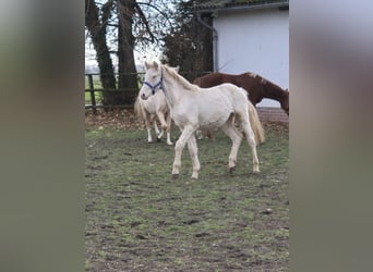 Pony tedesco, Stallone, 2 Anni, 148 cm, Palomino