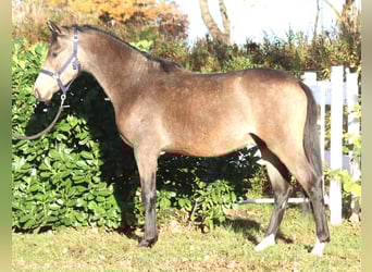 Pony tedesco, Stallone, 2 Anni, 148 cm, Pelle di daino