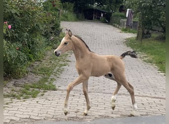 Pony tedesco, Stallone, 2 Anni, 148 cm, Pelle di daino