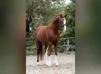 Pony tedesco, Stallone, 2 Anni, 148 cm, Sauro