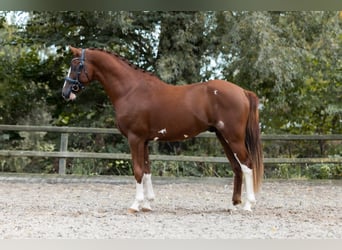 Pony tedesco, Stallone, 2 Anni, 148 cm, Sauro